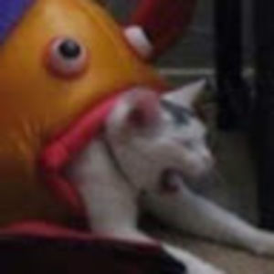 Meet your Posher, Seth